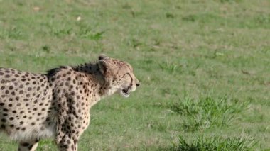 Avustralya Hayvanat Bahçesi 'nde çita çimlerde yürüyor