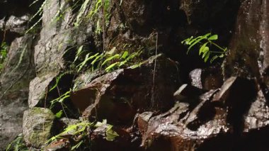 Yosun kayaları ve canlı yeşilliklerle dolu sakin bir orman, doğal ışıkta yakalanmış, sakin bir doğa sergiliyor.