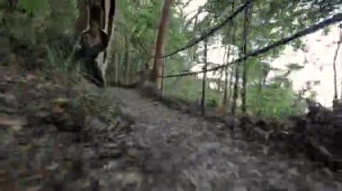 Orman yolunda bir yürüyüş