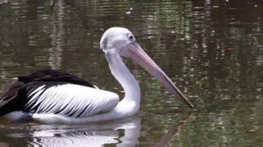 Bir pelikan ve ördek gölette birlikte yüzerler.