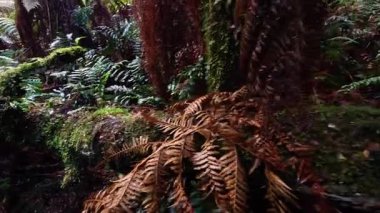 Eğreltiotu ve yosunlu ağaçlarla dolu yemyeşil yağmur ormanları