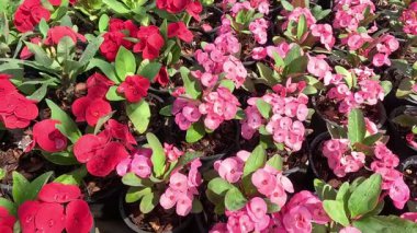 Renkli Euphorbia Milli çiçekleri canlı bir bahçede.