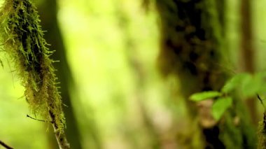 Yeşillik ormanlarda yosun kaplı dallara yakın çekim