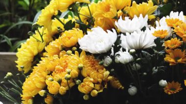 Çiçeklerin açtığı ve sallandığı bir zaman klibi..