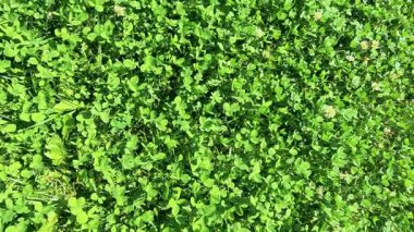 Zemini kaplayan canlı yeşil çimenler