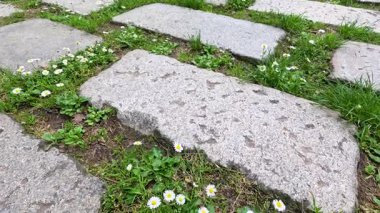 Çimenli ve beyaz çiçekli taş patika