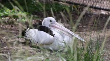 Pelikan otların arasında öylece oturuyor.