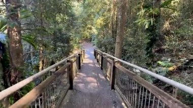 Kamera, Avustralya 'nın Yeni Güney Galler bölgesindeki Dorrigo Dağı' ndaki yoğun, güneşli yağmur ormanlarıyla çevrili ahşap bir kaldırımda sorunsuzca ilerliyor. Doğal gün ışığı, sabit ileri hareket