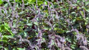 Parlak güneş ışığında mor fesleğen çiçekleri arasında gezinen bir arı, statik bir kamera ve yemyeşil bir bahçede doğal ışıklandırmayla yakalanır.