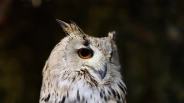 Bir baykuş göz kırpar ve başını hafifçe çevirir.