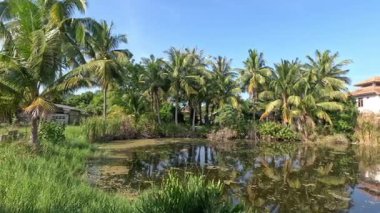 Bereketli tropikal nehir kenarının sakin manzarası