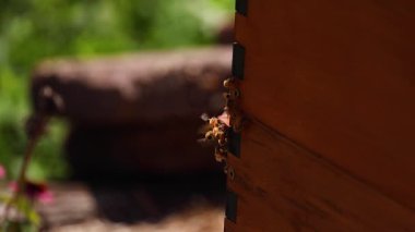 Arı ahşap arı kovanına doğru uçuyor.