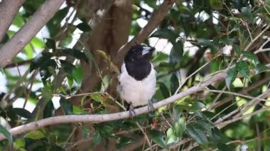 Saksağan yeşil bir ağacın dallarında hareket ediyor.