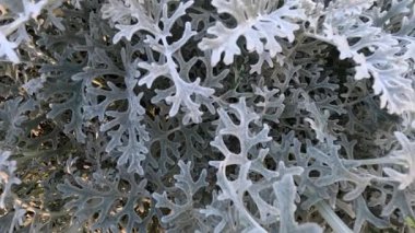 Centaurea Cineraria yeşilliğinin ayrıntılı görünümü