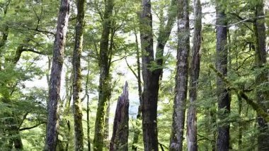 Kameralar yoğun, yeşil yağmur ormanlarında doğal gün ışığında uzun yosunlu ağaçlarla yavaş yavaş yankılanır. Yumuşak, dağınık ışık, sakin ve el değmemiş orman atmosferini güçlendirir.