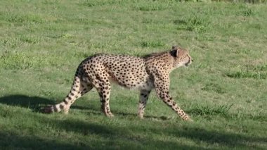 Avustralya Hayvanat Bahçesi 'nde çita çimlerde yürüyor