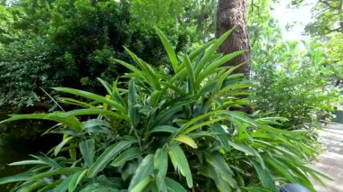 Halka açık bir parkta yemyeşil yollar