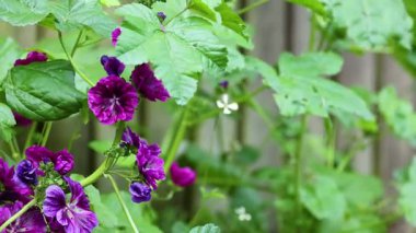 Yeşil bahçede açan mor çiçekler.