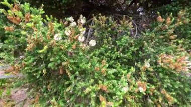 Doğal ışık ve sabit bir kamerayla yakalanan Aireys Körfezi 'ndeki esintide bir kıyı çalısı hafifçe sallanıyor.