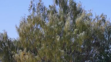 Rüzgarda sallanan ağaçlar