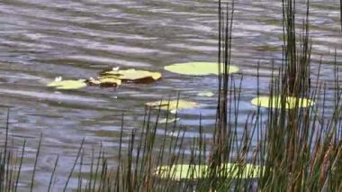 Su zambakları ve sazlıklar rüzgarda sallanıyor.