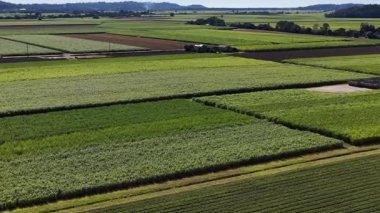 Geniş, canlı yeşil şeker kamışı tarlalarının temiz gökyüzünün altında tarımsal manzaraları ve doğal güzellikleri gösteren hava görüntüleri.