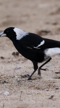 Bir saksağan kumlu sahilde yürür ve gagalar bulutlu gökyüzünün altında yiyecek arar.