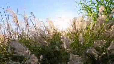 Pampa otları güneşin altında yavaşça hareket eder.