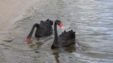 İki siyah kuğu gölette birlikte yüzüyor.