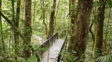 Sakin bir sahil yolu, yoğun yağmur ormanlarında, yumuşak doğal ışık altında, yüksek ağaçlar ve canlı yeşilliklerle dolanıyor.