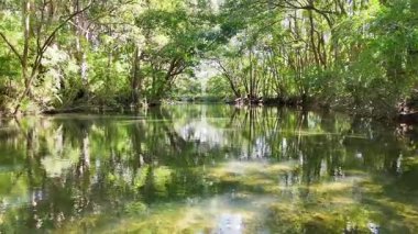 Sakin bir nehir, Bellingen, NSW 'deki yoğun, güneşli bir ormanın içinden akar. Nazik kamera hareketiyle yakalanır.