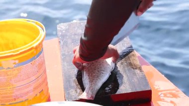 Tekne güvertesinde balık temizleyen kişi.