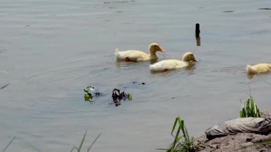 Sakin bir kanalda yüzen üç ördek.