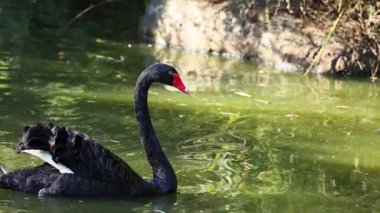 Siyah bir kuğu zarif bir şekilde gölette yüzer.