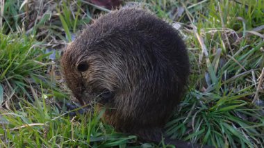 Bir coypu sakince otları kemirir..