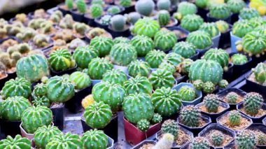 Serada çeşitli kaktüsler düzenlenmiş.