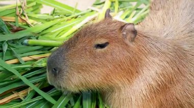 Capybara doğal ortamında taze yeşilliklerin tadını çıkarıyor.