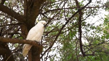 Bir papağan ağaç dalında oturur.