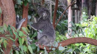 İki koala şakacı etkileşim içindeler.