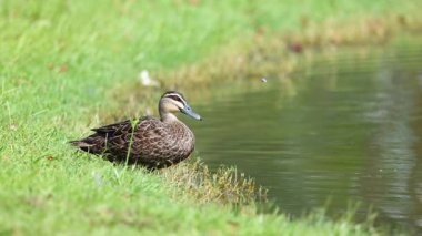 Ördek havalanıyor, zarif bir şekilde suya iniyor.
