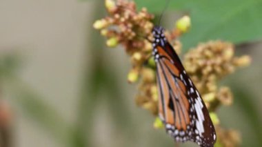 Parkta çiçeklerle beslenen kelebek.
