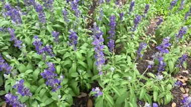 Mor çiçeklerin zaman atlaması.