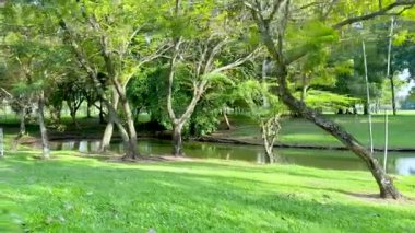 Sakin bir parkta ağaçlar ve göletler