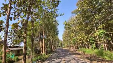Ağaçlarla çevrili manzaralı bir yolda ilerlerken