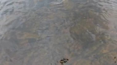 Yakınlardaki yeşillikli kayaların üzerinde berrak su