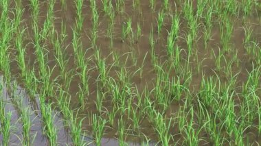 Çeltik tarlasında yetişen pirinç bitkilerinin zamanı.