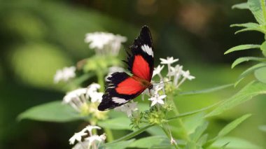 Canlı bir kelebek, Port Douglas 'ın yemyeşil bahçesindeki beyaz çiçeklerin etrafında çırpınır, doğal ışık ve yakın çekim odağı ile yakalanır.