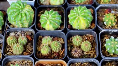 Tencerelerdeki çeşitli kaktüslerin havadan görünüşü, hareketli yeşillikler ve hareketli bir pazarda karmaşık desenler.