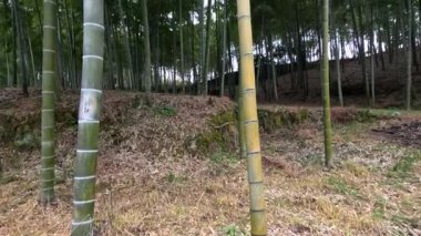 Sakin bir bambu koruluğunun içinde yürümeye devam et