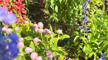 Renkli çiçekler yemyeşil bir bahçede açar.